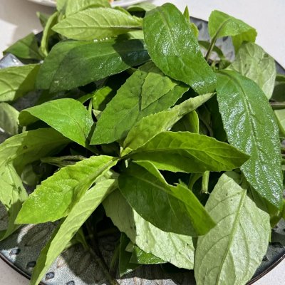 观音菜怎么做好吃(观音菜的简单做法及营养功效)