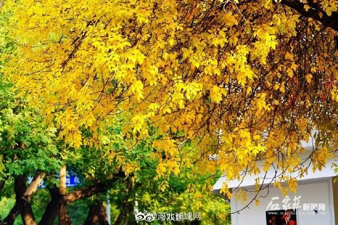 @庄亲，又是深秋，再赴与一棵树的约会……