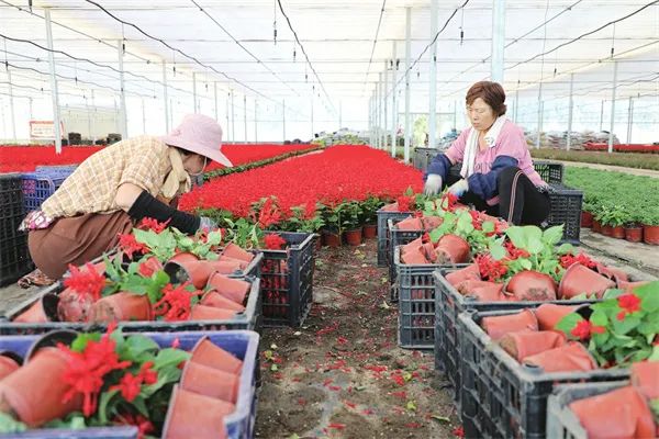 【鄉(xiāng)村振興】秋天來了，瞧瞧地里那些色兒