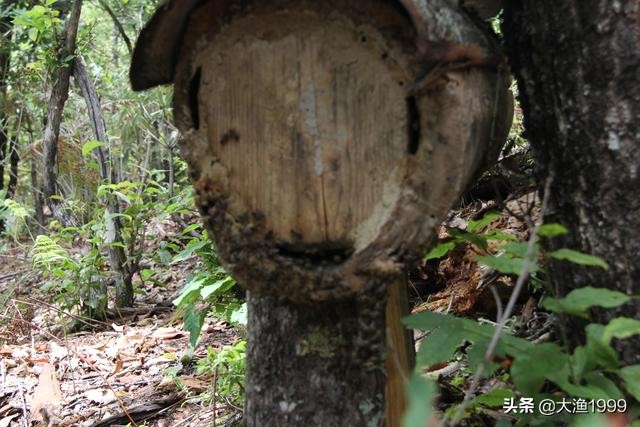 寻找最天然蜂蜜：到云南维西傈僳山寨品尝百花野蜂蜜