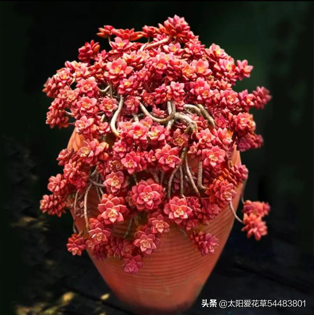 多肉冬美人和姬胧月,好养又漂亮的肉肉,我更倾向于冬美人