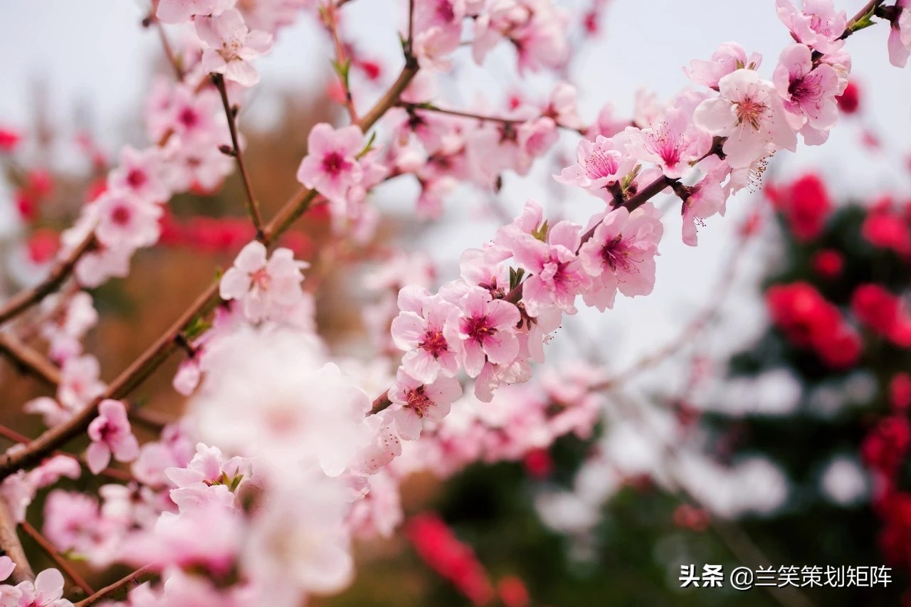 诗情桃花源 | 此生，只为你盛开这朵桃