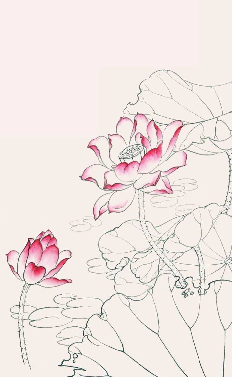 工笔画教程:荷花白描线稿和上色详细步骤图解,简单易学,收藏!