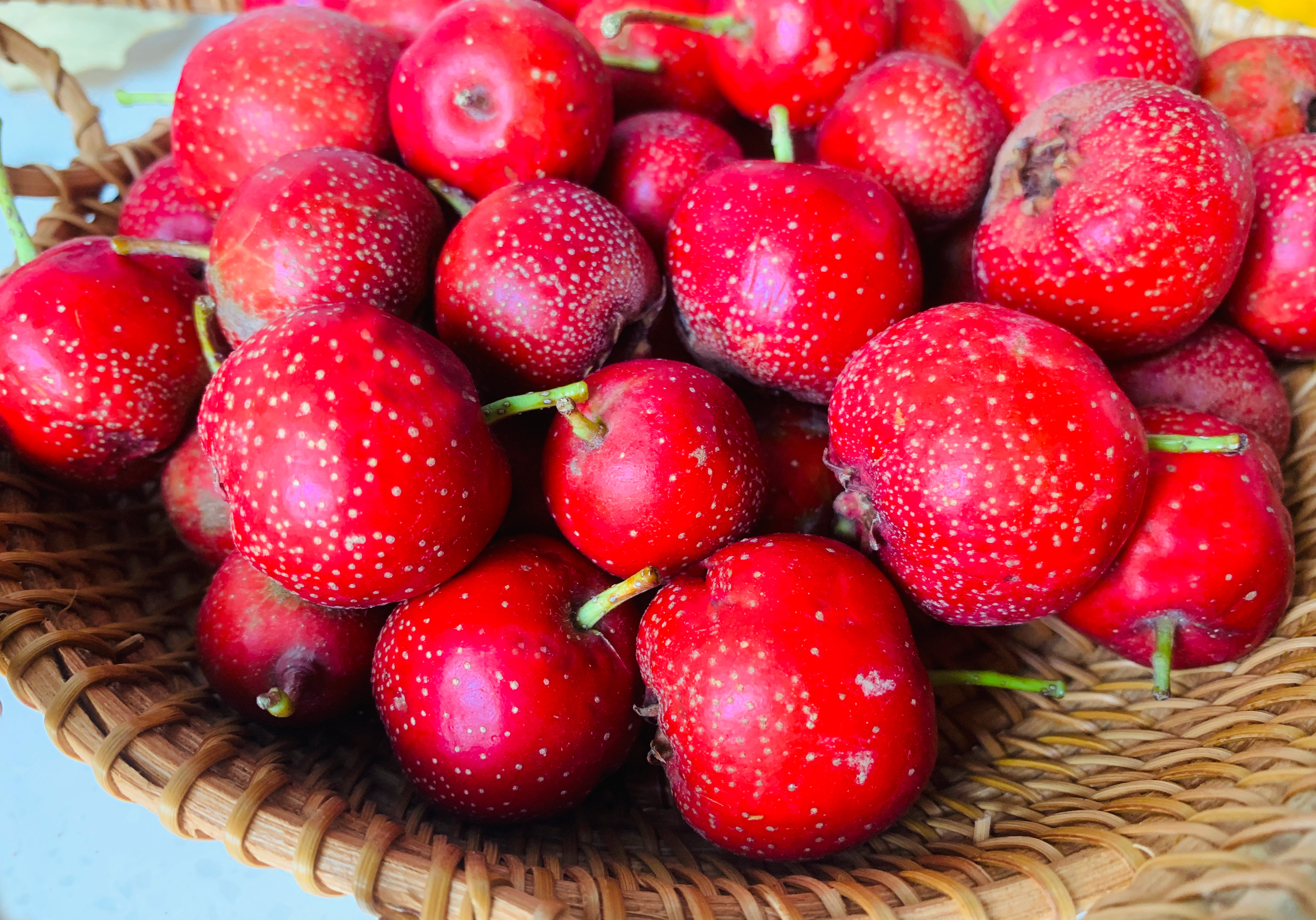 山楂不要晒干了，这样存放，明年也有鲜果吃，随时能做罐头、果酱