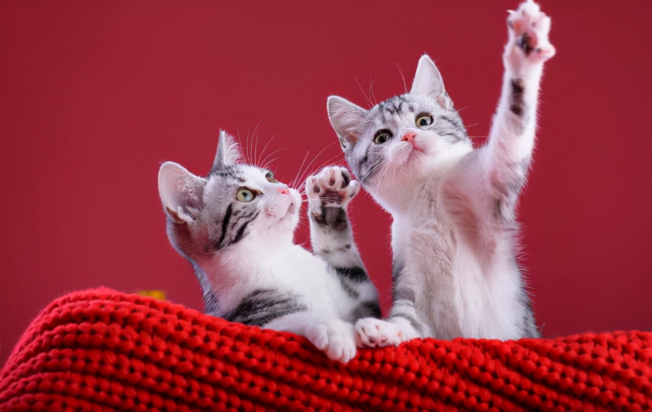 老祖宗:猫咪有这些特点,真的很"旺家"
