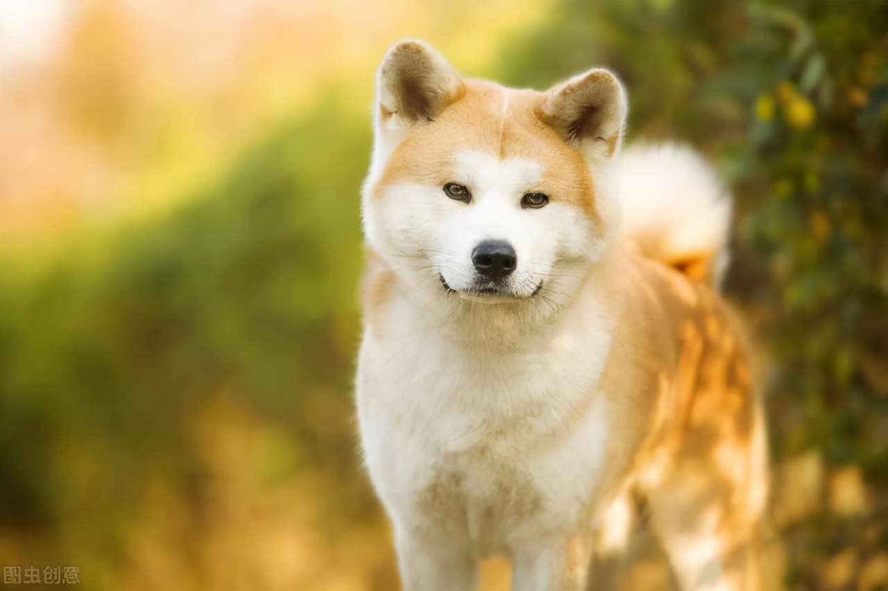 狗狗品种介绍大全!我们应该怎么挑选适合自己的狗狗?