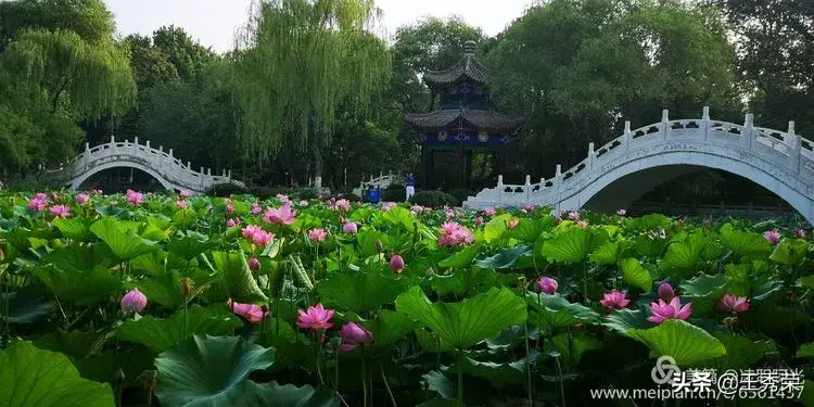 接天莲叶（《接天莲叶无穷碧》）