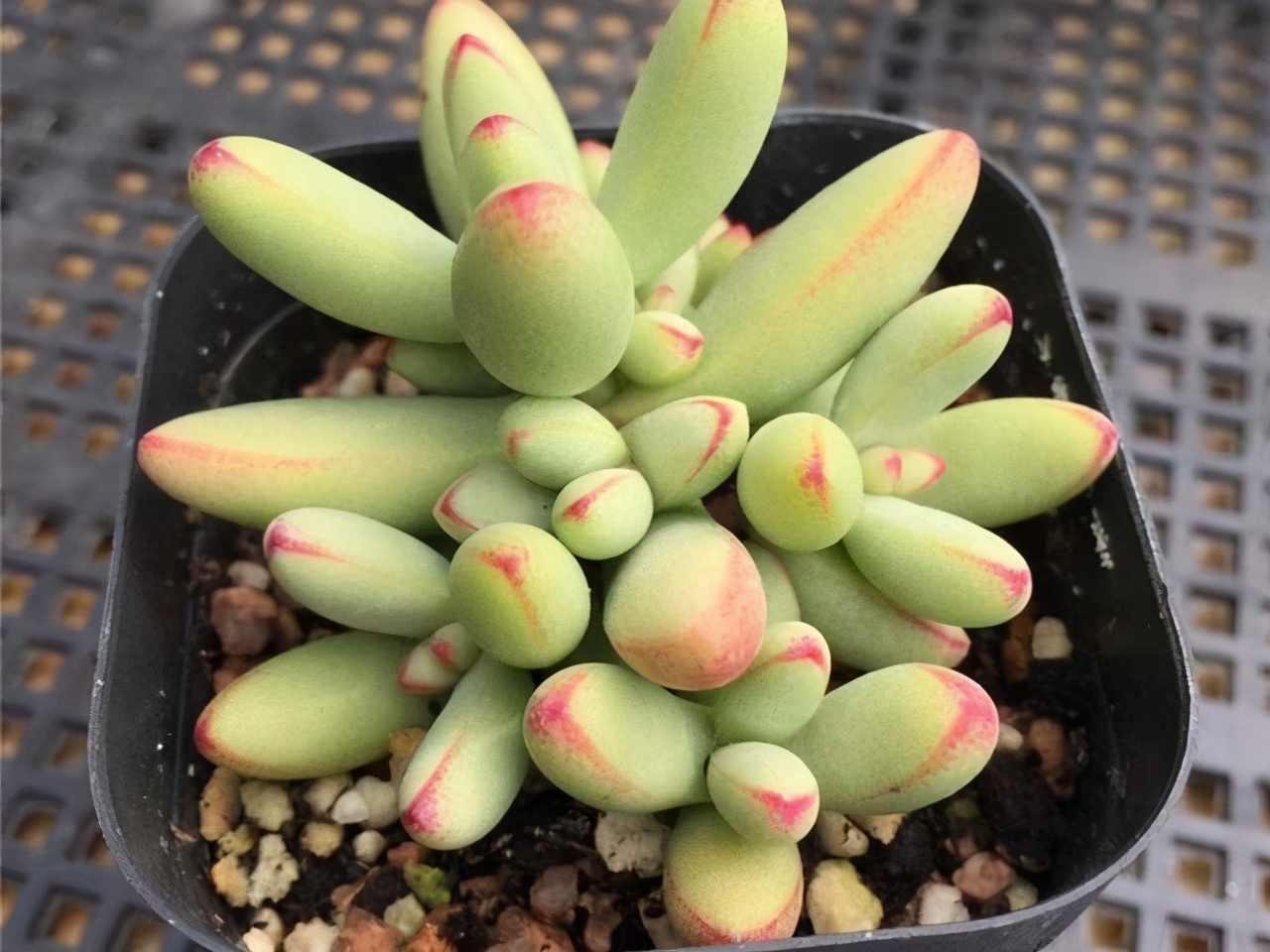 多肉小天狗和天狗之舞是两个完全不同的品种,但是都能养出红边