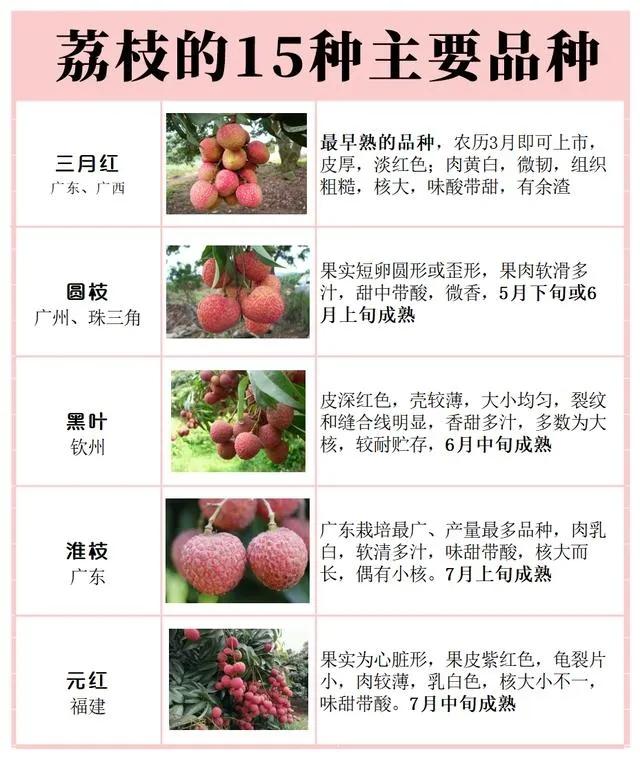 荔枝有多少品种（盘点15种常见荔枝介绍）