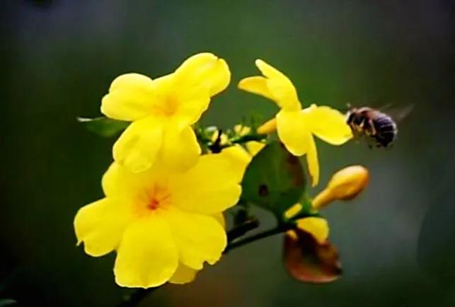 迎春花品种介绍:迎春花,连翅,红素馨[附图]