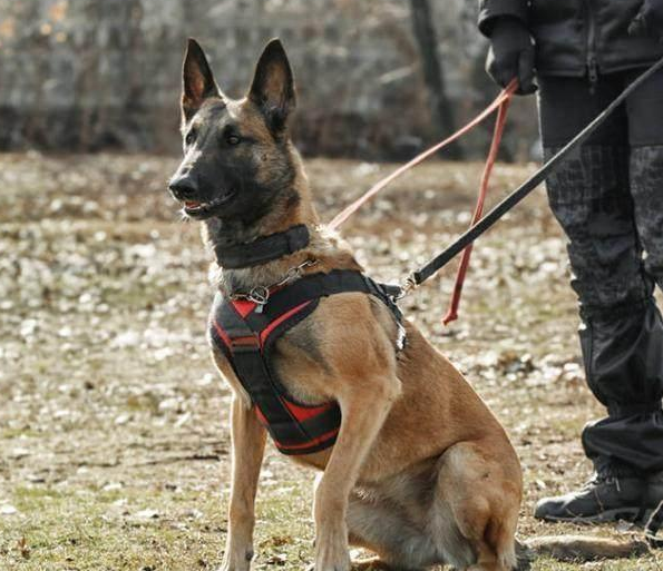 马犬的6大优点，难怪那么多人喜欢，我都想养一只