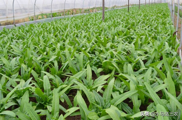 秋季什麼時候種植油麥菜最好,如何種植才能使油麥菜產量高