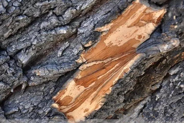 村里有人收购榆树皮1公斤10元,它有啥用处?看完就明白了