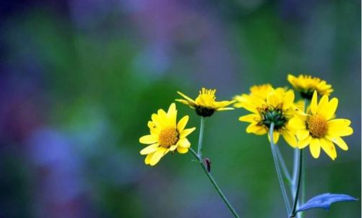 「诗词鉴赏」野花无主为谁芳，古诗词里的野菊，寂寞开，别样美