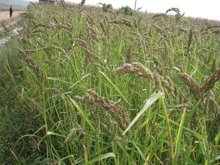 麦田杂草图片与明称(农村常见的50种野花野草) - 赤虎壹号