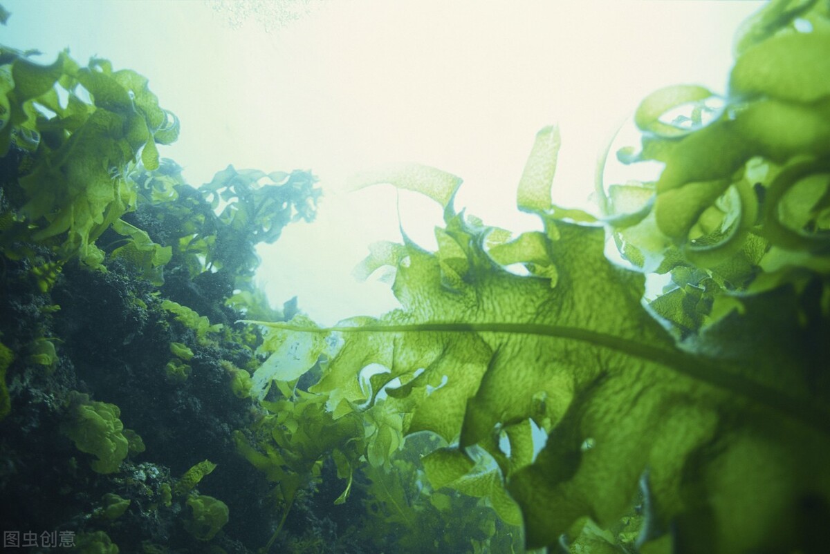 世界上海藻类植物那么多,为什么只有裙带菜成为了日本人的最爱?