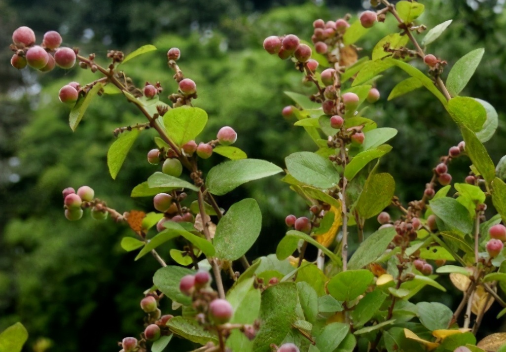 雀梅:"消失"10多年,儿时当饭吃,4月正成熟,若碰到拿袋装