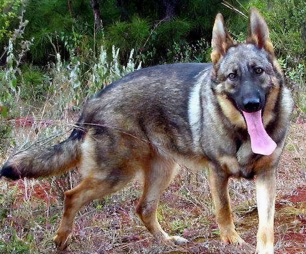 本土犬种“昆明犬”有多优秀？相信养过的人都清楚