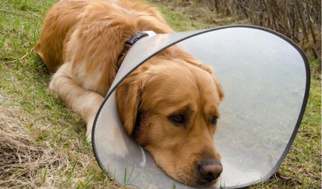 狗狗湿疹怎么治