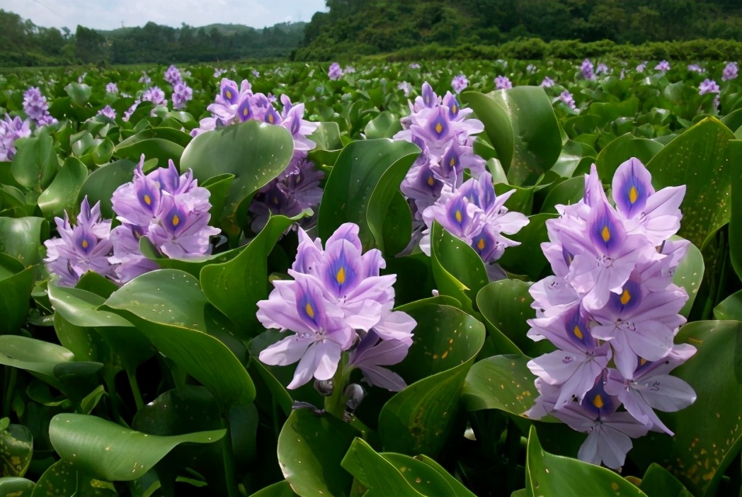 被称为"蛇蝎美人"的水葫芦,曾在多地泛滥,为何逐渐消失了?