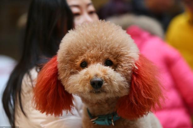 养狗,我劝你别养贵宾犬,原因有六个