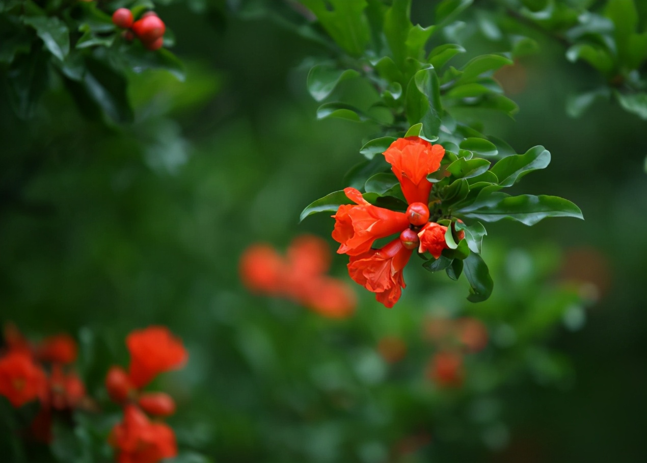 「诗词鉴赏」榴花初染火般红，古诗词里的榴花，燃烧着整个夏天