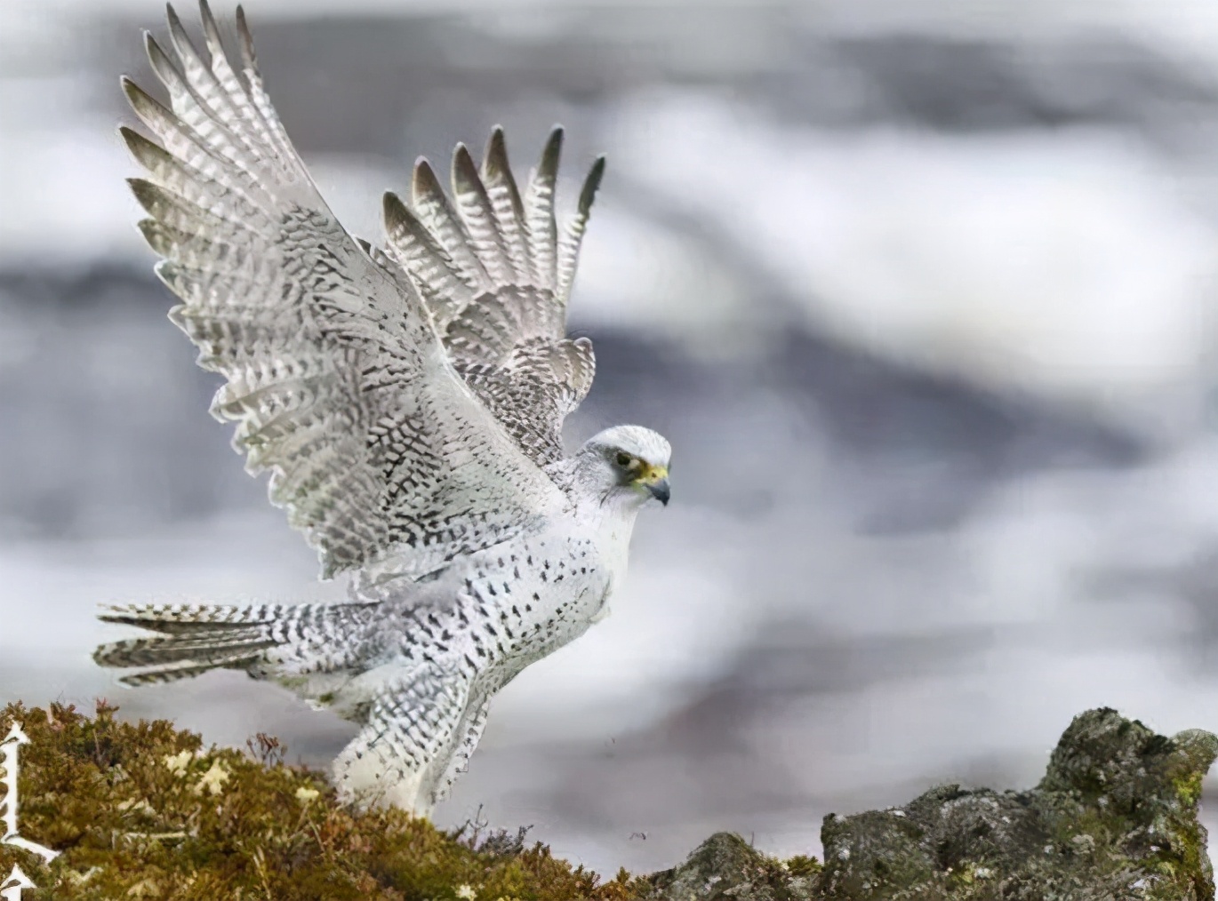 海东青鹰价格(万鹰之神) - 价格百科