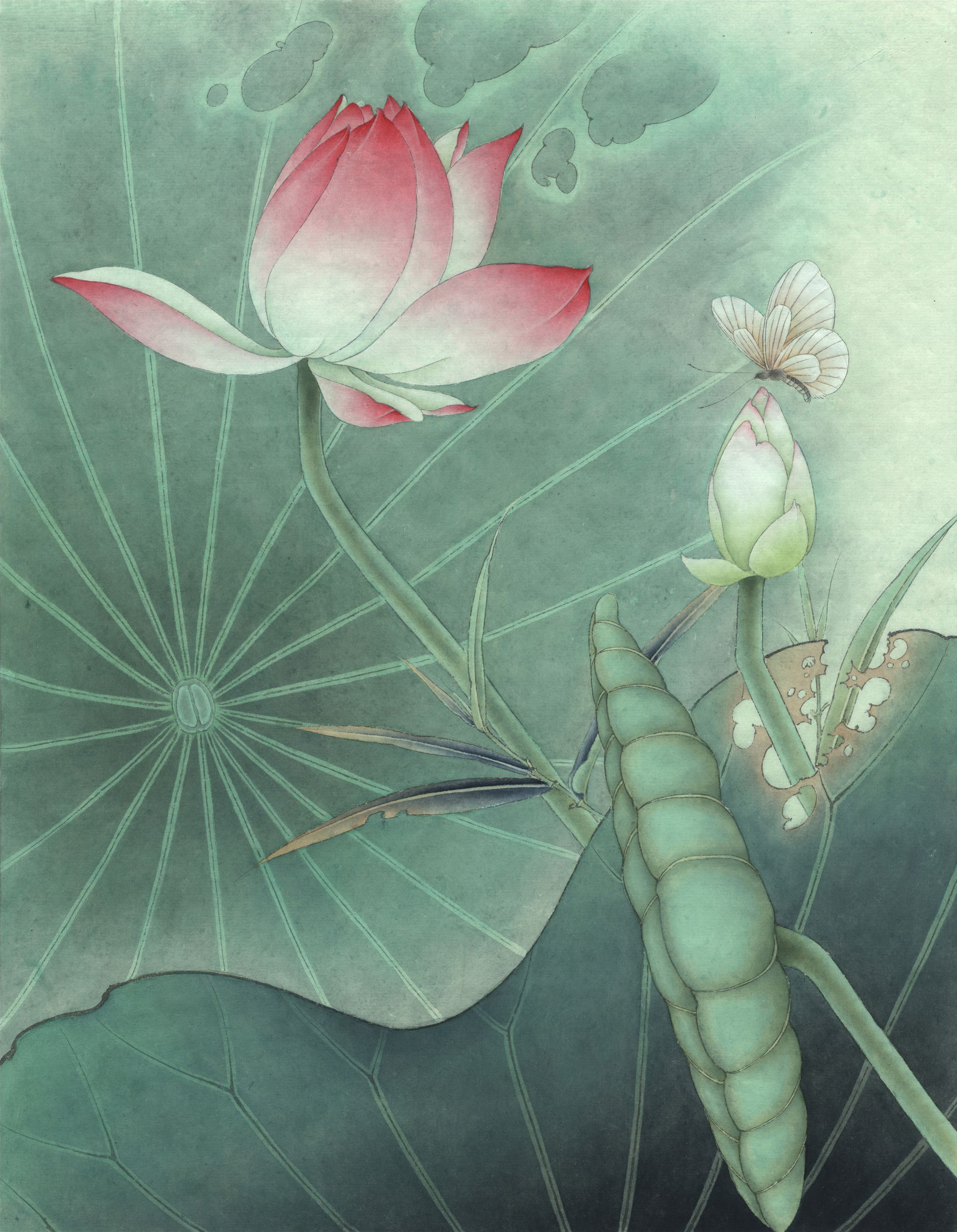 荷花白描步骤图打包下载