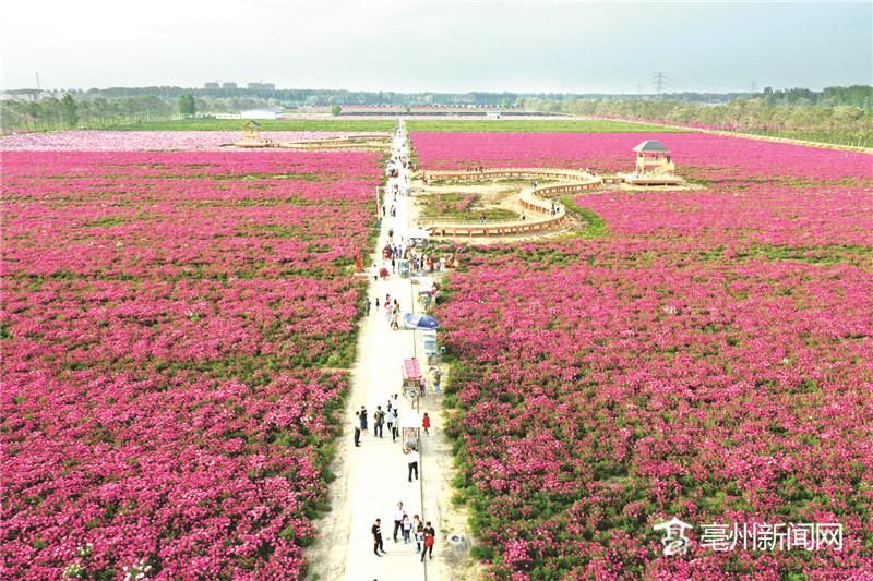 脚步铿锵，迈向世界！ ——亳州市世界中医药之都建设特别报道（上）