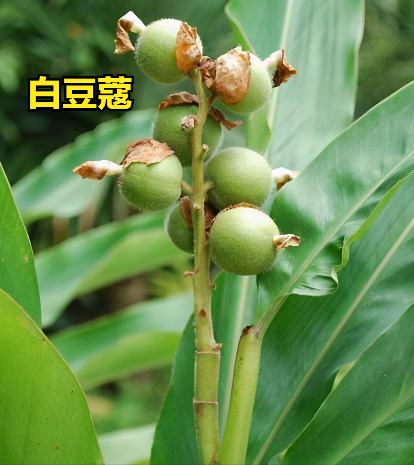 厚朴燥湿,行气,平喘;藿香化湿,解表,止呕;佩兰化湿,解表;白豆蔻化湿