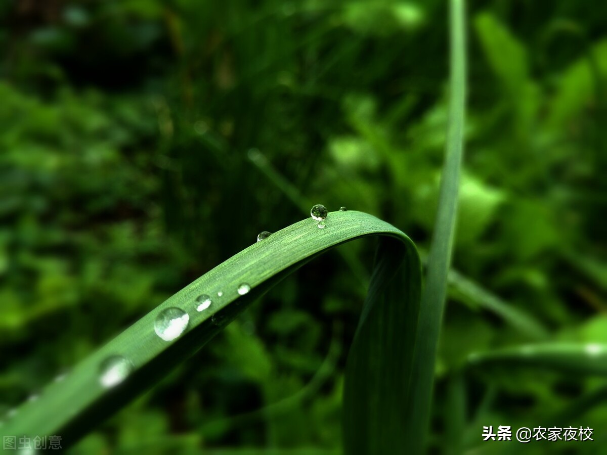 芸苔素内酯使用方法（这四种情况绝对不能用芸苔素内酯）