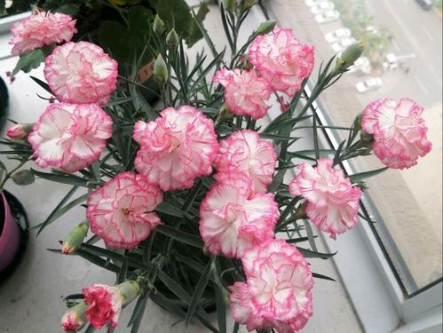 5种“漂亮花”,沾土就成活,花开200天,养一次就上瘾