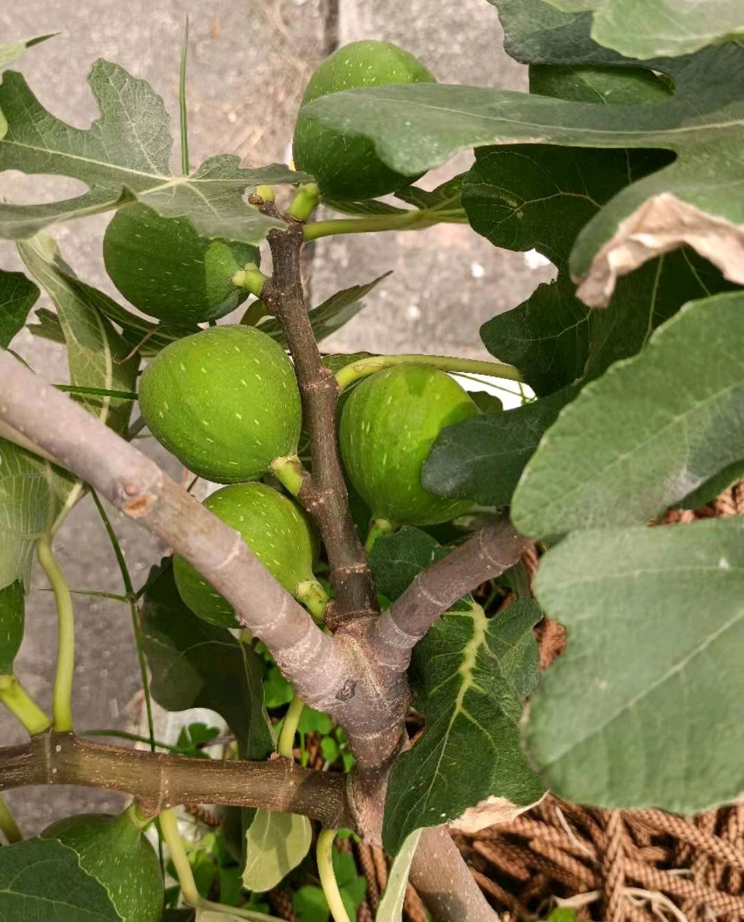 无花果的栽培技术,无花果的栽培技术和植物管理