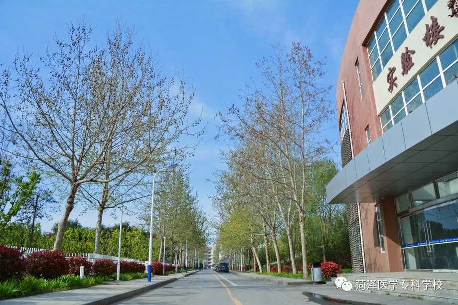 菏泽医学专科学校牡丹，又是姹紫嫣红开遍