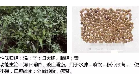 300个中草药图谱（附主治功效），知道一半就太牛了（上）