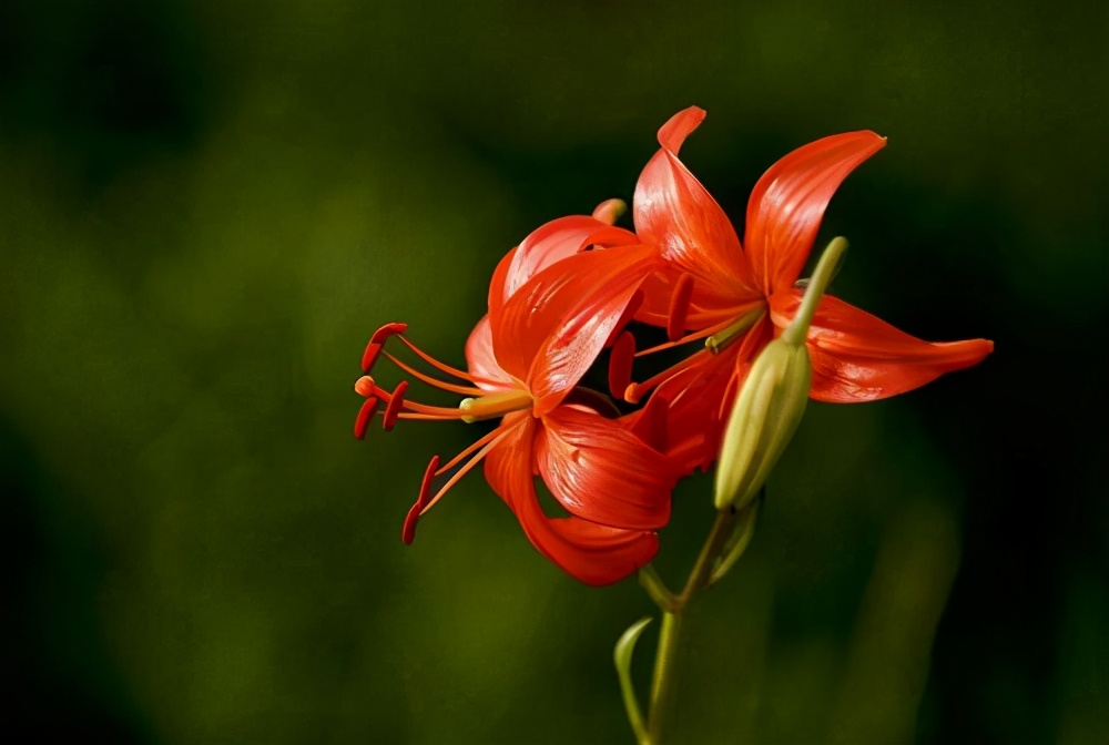 山丹丹花图片高清(山丹花的分布区域和特征)