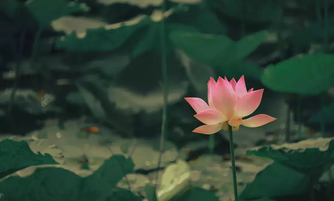 三伏天:在最热的日子里,寻一处凉,守一人心
