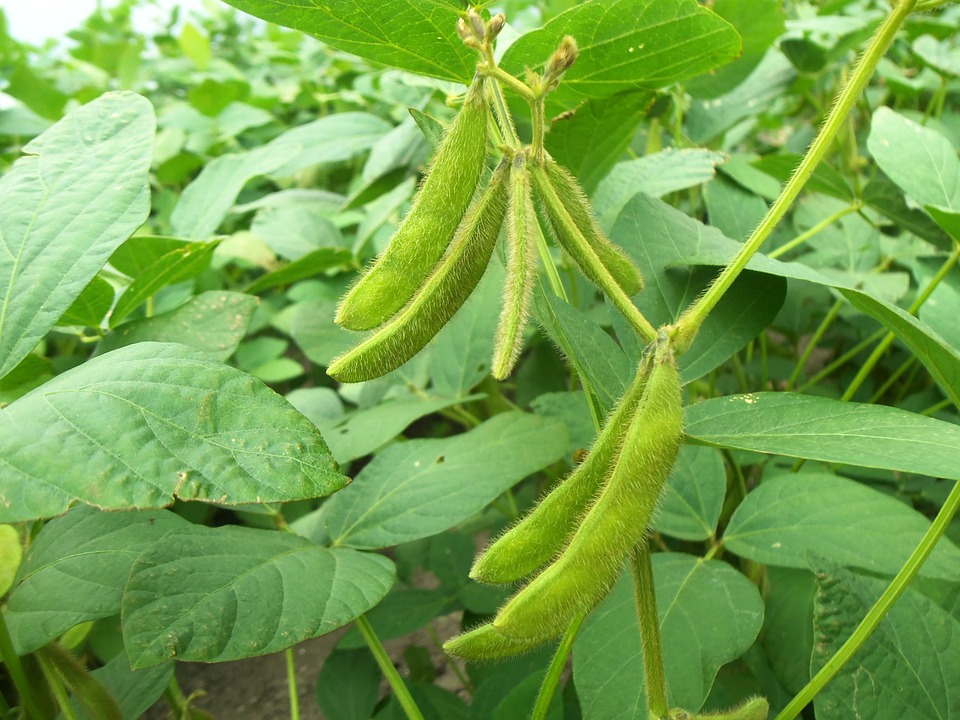 人人都爱吃豆子:豆科植物的大家族,你都了解多少?