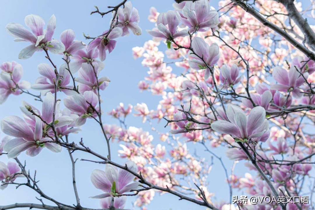 武汉樱花开了！但“樱花”可不是cherry flower！