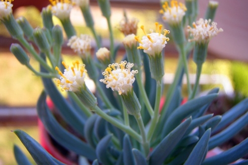 多肉蓝松又名蓝粉笔,养出状态叶色如同蓝月光