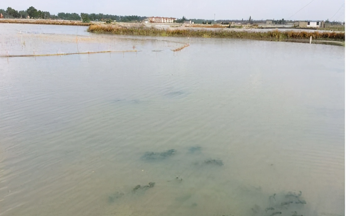 新鱼塘水浑浊怎么处理,新鱼塘水浑浊怎样变清