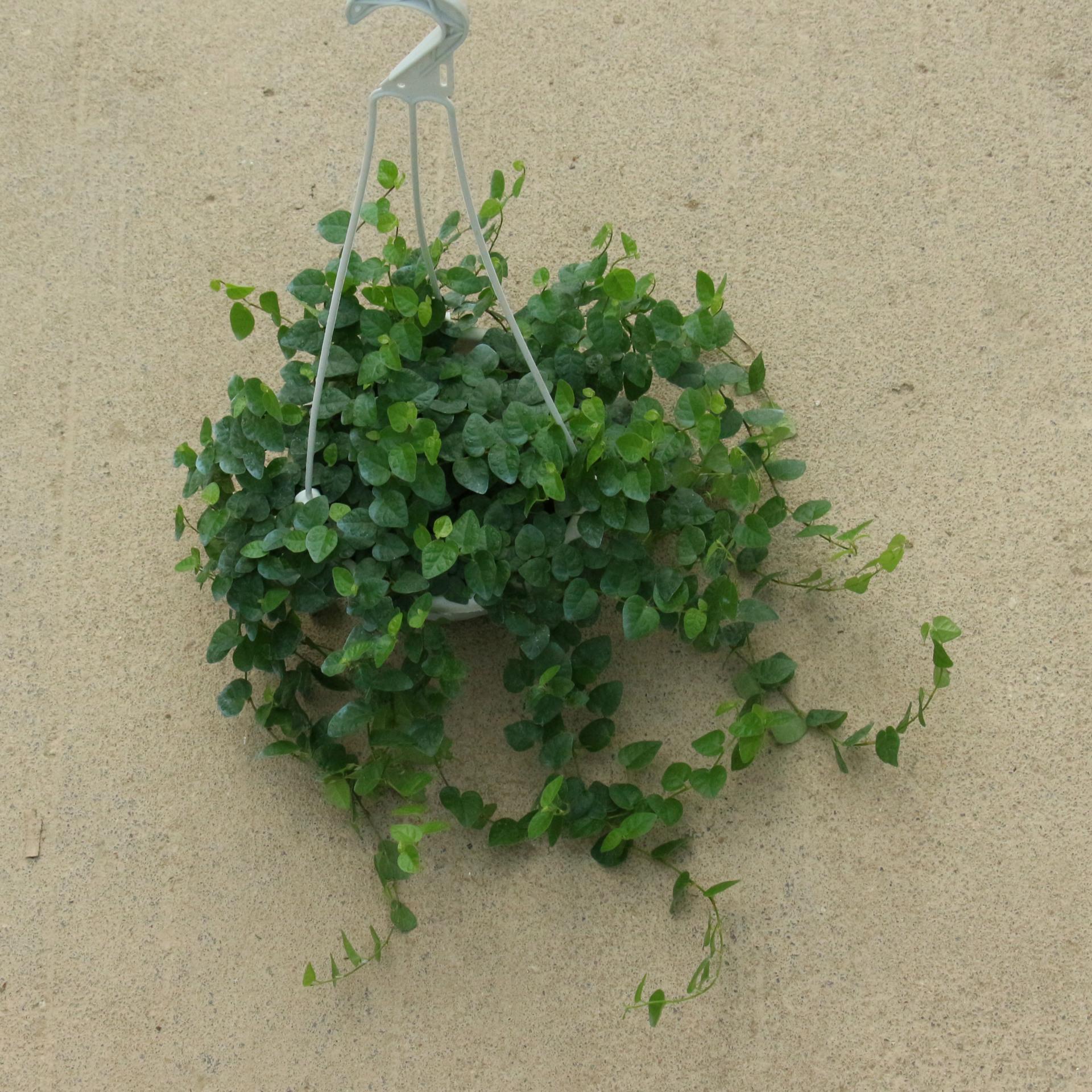 薜荔这种爬藤植物在南方很常见,我们平时吃的凉粉就是薜荔的种子,需要