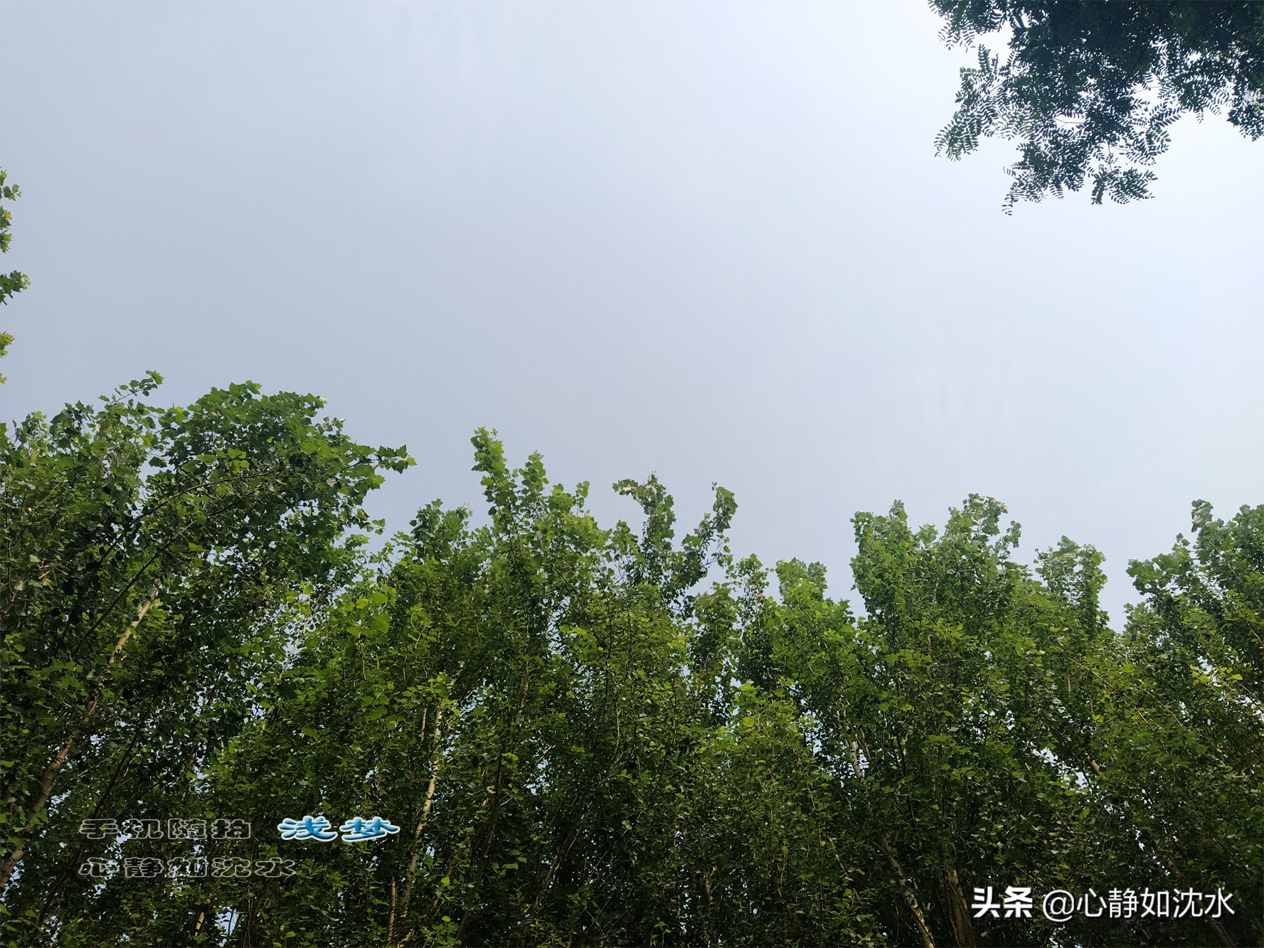 雨后微风送爽，静闻夏草幽香