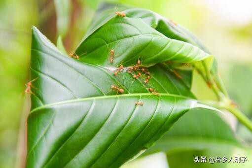 红火蚁咬了红肿痒用什么药，怎么消灭附防治方法？