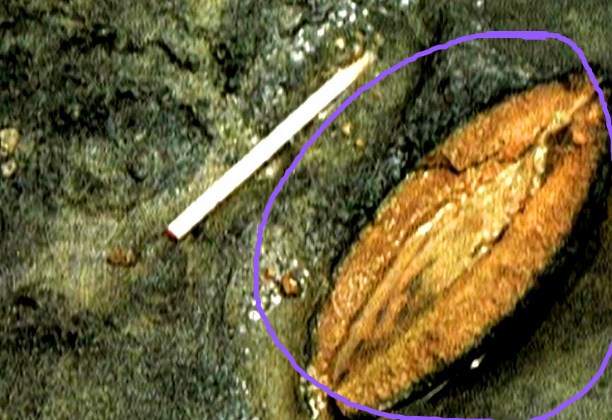 一神秘洞穴惊现15万年前