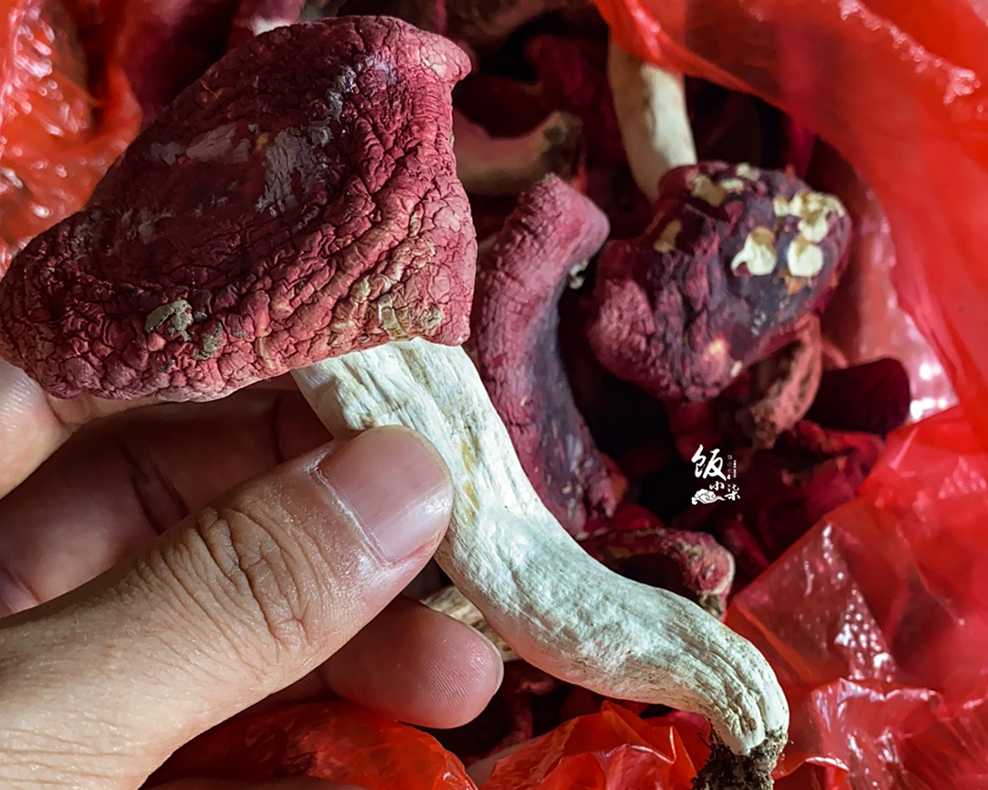 但是这种红菇不是白杆杆,它的菇脚也是红色的,微微泛红,看着也有点