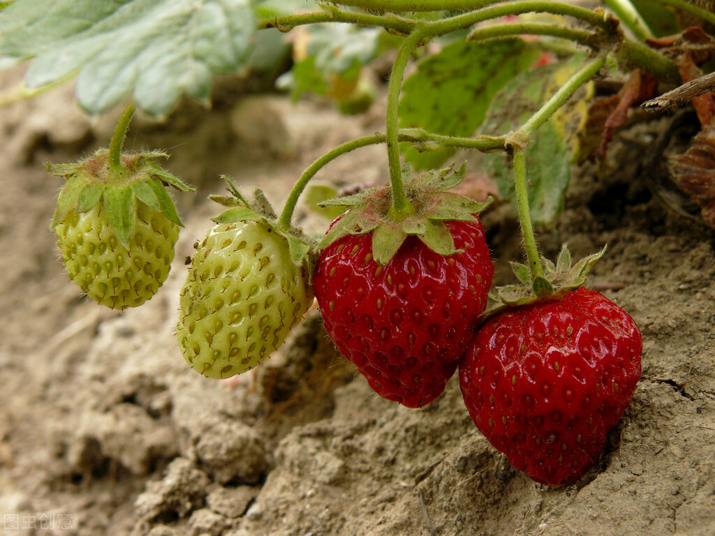草莓的种植方法及时间(怎样种植草莓？)