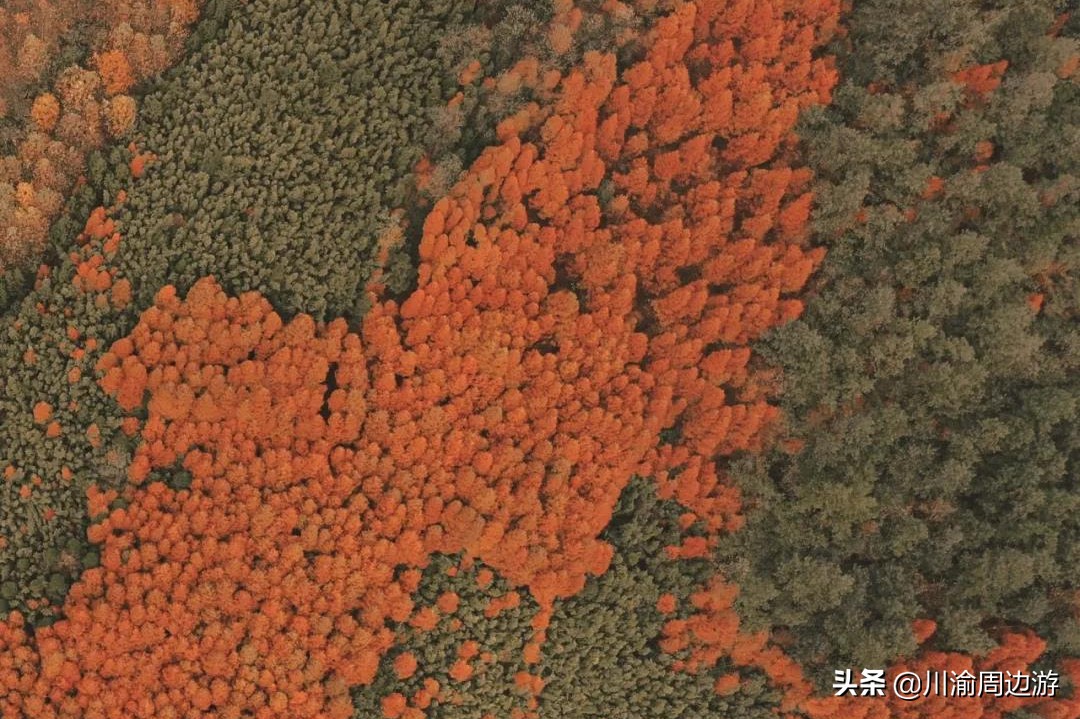 成都周边最后一波彩林，自驾最快1.5小时可到达，适合自驾1日游