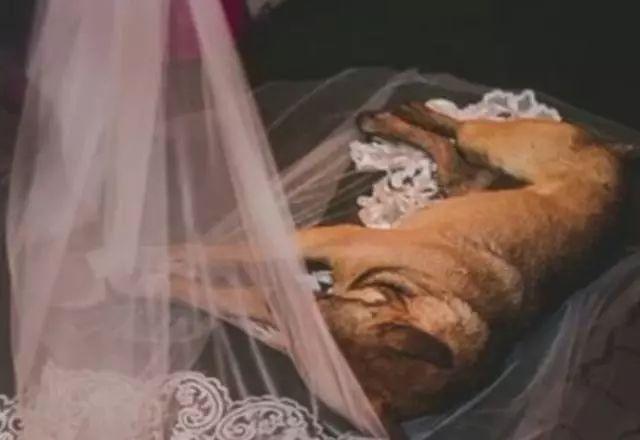 流浪狗3次闯入婚礼现场，最后新郎新娘的做法，让人意想不到