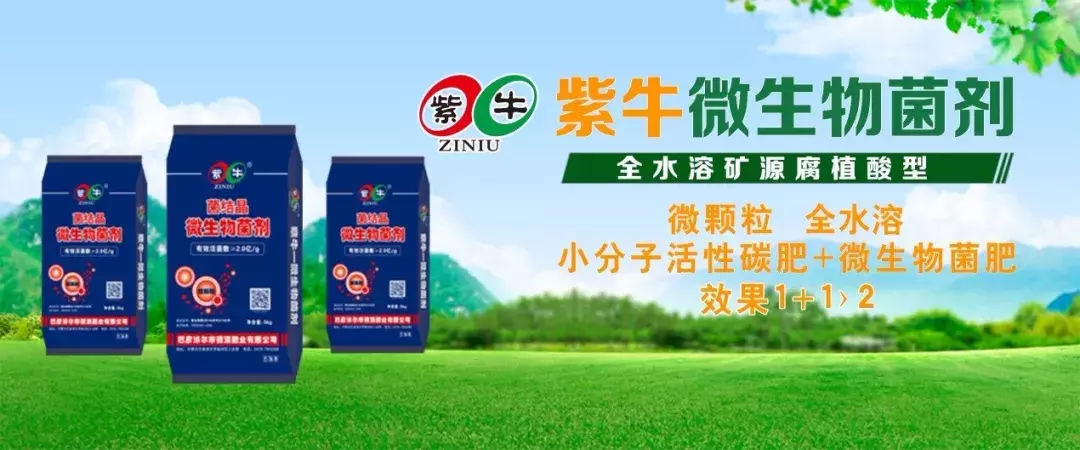 菌结晶:菌肥+腐植酸肥二合一,一款全水溶微生物菌剂重磅来袭